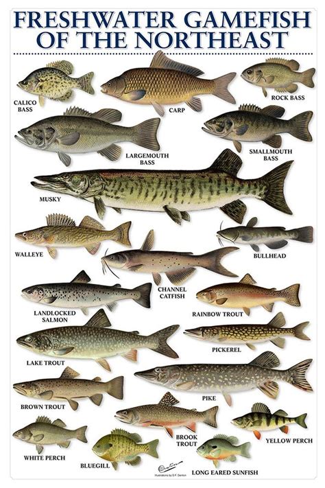 massachusetts freshwater fish species
